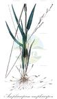 Amphicarpum amphicarpon