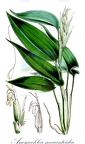 Anomochloa marantoidea