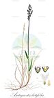 Arctagrostis latifolia