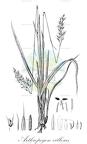 Arthropogon villosus