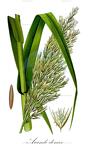 Arundo donax