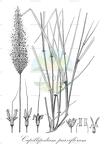 Capillipedium parviflorum