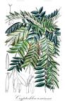 Cryptochloa concinna