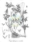 Cymbopogon nardus