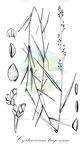 Cyrtococcum trigonum