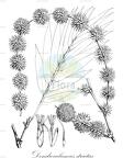 Dendrocalamus strictus