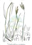 Dichanthium aristatum