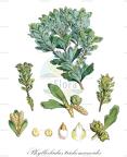 Phyllocladus trichomanoides