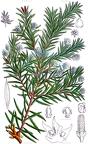Saxegothaea conspicua