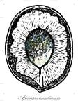 Afrocarpus usambarensis