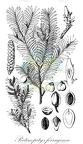 Pectinopitys ferruginea
