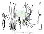 Ledermanniella linearifolia