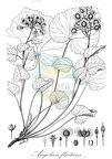 Angolaea fluitans