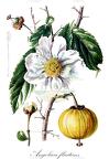 Angolaea fluitans