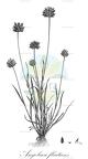 Angolaea fluitans