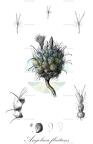 Angolaea fluitans