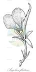Angolaea fluitans