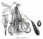 Angolaea fluitans