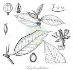 Angolaea fluitans