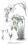 Angolaea fluitans