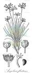 Angolaea fluitans