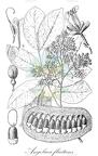 Angolaea fluitans