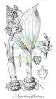 Angolaea fluitans