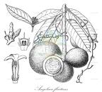 Angolaea fluitans