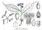 Angolaea fluitans
