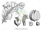 Angolaea fluitans