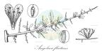 Angolaea fluitans