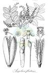 Angolaea fluitans