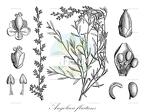 Angolaea fluitans