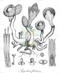 Angolaea fluitans