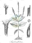 Angolaea fluitans