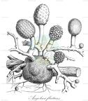 Angolaea fluitans