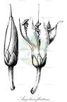 Angolaea fluitans