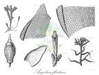 Angolaea fluitans