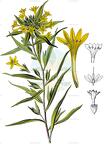 Collomia grandiflora