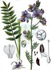 Polemonium caeruleum