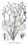 Aliciella latifolia