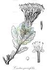 Cantua quercifolia