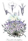 Linanthus dianthiflorus