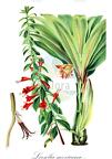 Loeselia mexicana