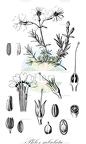 Phlox subulata