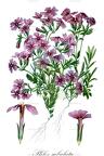 Phlox subulata