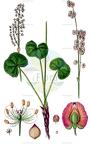 Oxyria digyna