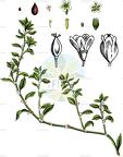 Polygonum aviculare