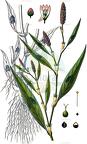 Persicaria maculosa