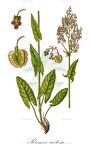 Rumex acetosa